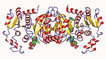 Modèle tridimensionnel de l'enzyme