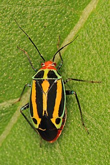 366 - Төрт қатарлы өсімдік қатесі - Poecilocapsus lineatus, McKinney Roughs Natural Park, Cedar Creek, Texas.jpg