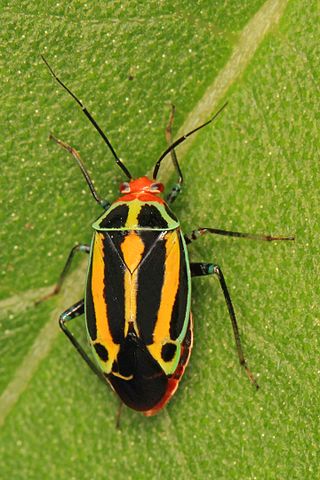 <i>Poecilocapsus lineatus</i> Species of true bug