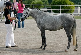 Imagem ilustrativa do item North American Sport Pony