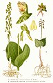 Planche: Listera ovata et Listera cordata