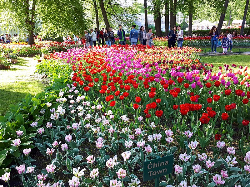 File:416. Elagin Island. Tulip Festival - 2018.jpg