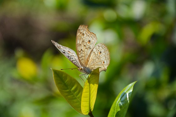 A butterfly at my university department garden