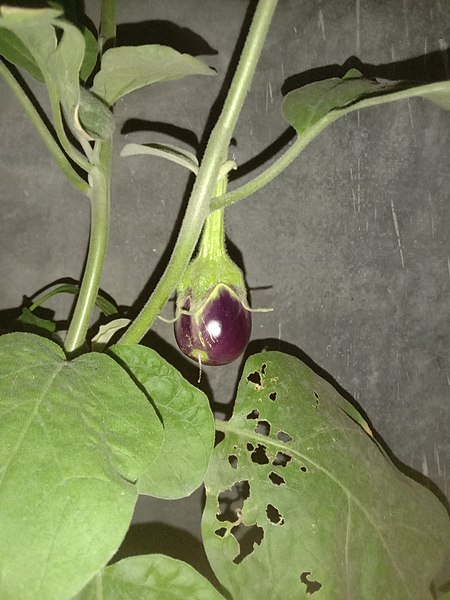 File:A developing brinjal hanging form eggplant.jpg