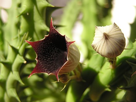 Huernia transvaalensis