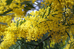 Acacia covenyi found at the Australian National Botanic Gardens, Canberra