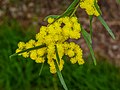 A. fimbriata inflorescence, 7th Brigade Park, Chermside, Queensland.