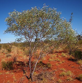 <i>Acacia thomsonii</i> Species of legume