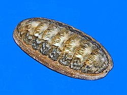 Acanthochitonidae - Notoplax subviridis.JPG