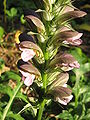 Acanthus hungaricus inflorescence