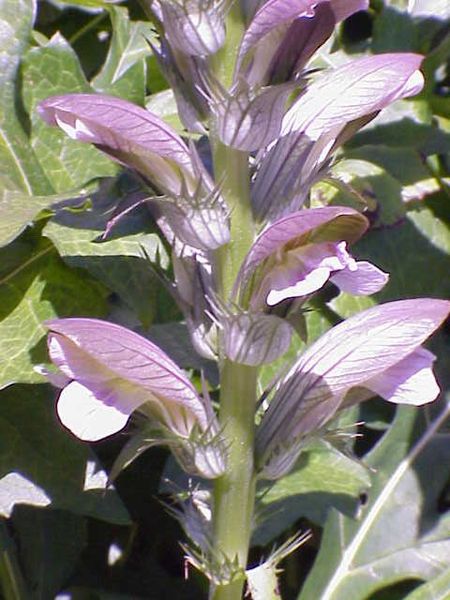 File:Acanthus hungaricus2.jpg