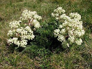 <i>Aciphylla glacialis</i> Species of flowering plant