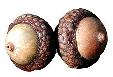 Fruto seco - Wikipedia, la enciclopedia libre