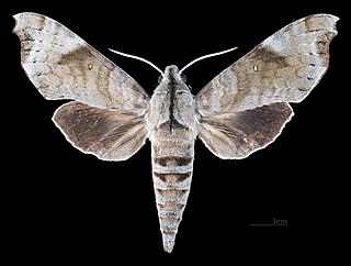 <i>Acosmeryx miskini</i> Species of moth