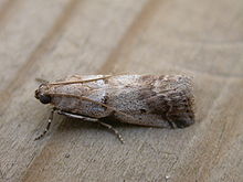 Acrobasis glaucella.jpg