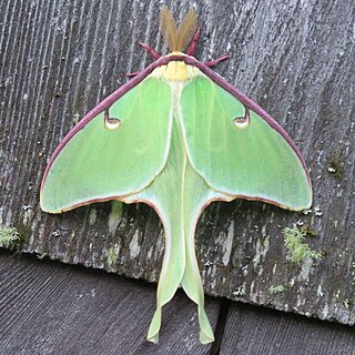 Luna moth Species of insect