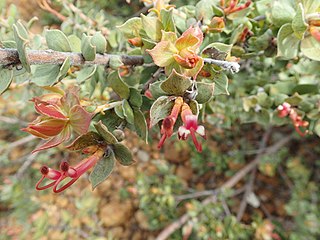 <i>Adenanthos venosus</i> Species of flowering plant in the family Proteaceae from Western Australia