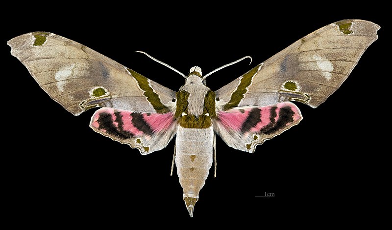 File:Adhemarius gagarini MHNT CUT 2010 0 276 Guyane français Kaw Pk33 male dorsal.jpg