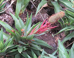 Opis obrazu Aechmea ornata (19498218322) .jpg.