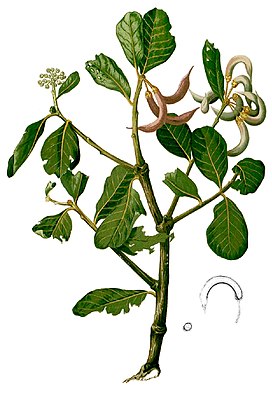 Aegiceras corniculatum