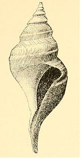 <i>Aforia goodei</i> Species of gastropod