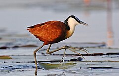 African Jacana, Actophilornis africanus, Chobe River, Botswana (33521898870).jpg