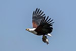 African fish eagle (Haliaeetus vocifer) with fish.jpg