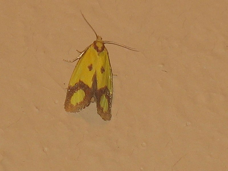File:Agapeta zoegana - Sulphur knapweed moth - Листовёртка васильковая (27448698028).jpg