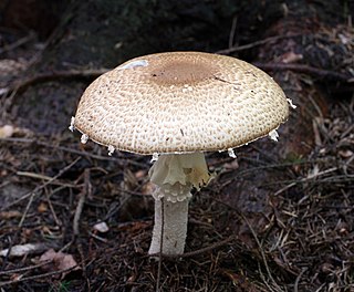 <i>Agaricus augustus</i> Species of fungus