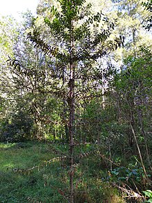 Regenerating kauri at Stancich Reserve Agathis australis at Stancich Reserve.jpg