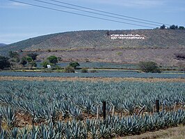 Agavelandschap en oude industriële faciliteiten van Tequila