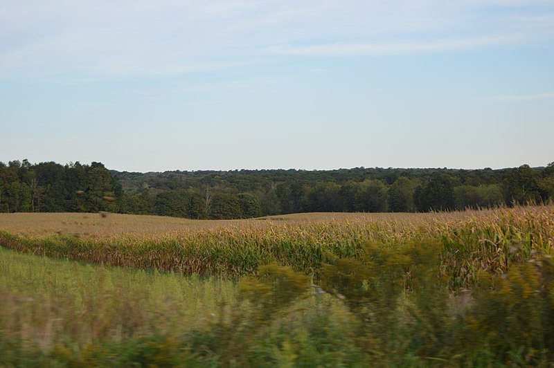 File:Airport Road cornfield.jpg