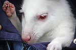 Thumbnail for File:Albino wallaby at the Columbus Zoo-2011 07 11 IMG 0779.JPG