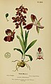 Anacamptis morio (as syn. Orchis morio) plate 46 in: Henry Correvon: Album des orchidées de l'Europe centrale et septentrionale Genève (1899)
