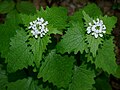 * Nomination Garlic mustard (Alliaria petiolata) --Robert Flogaus-Faust 08:41, 9 January 2024 (UTC) * Promotion  Support Good quality. --Ermell 08:54, 9 January 2024 (UTC)