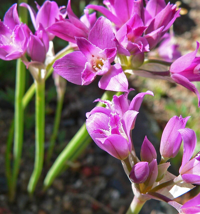 Allium crispum 2.jpg