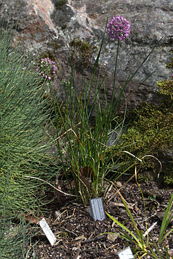 Allium komarovianum GotBot 2015.002.jpg