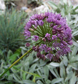 Allium_montanum.jpg