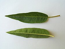 Almond tree leaf.JPG