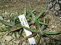 Aloe fragilis