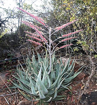 <i>Aloe globuligemma</i> Species of succulent