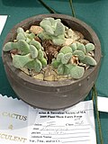 Miniatura para Aloinopsis luckhoffii