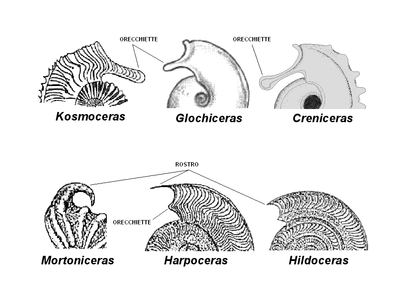 Alcuni esempi di ammoniti con peristoma dotato di orecchiette e/o di rostro ventrale.