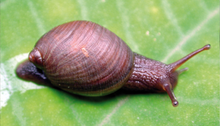 Amphibulima patula dominicensis 2.png