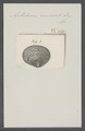 Amphidesma variegata - - Print - Iconographia Zoologica - Special Collections University of Amsterdam - UBAINV0274 079 05 0002.tif