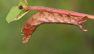 La chenille