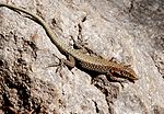 Anatololacerta danfordi - Danford's Lizard 1.jpg