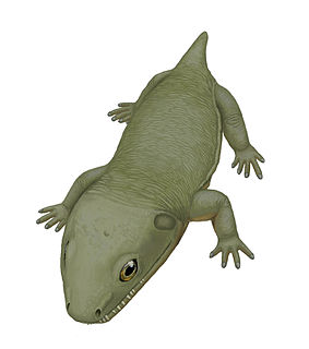 <i>Anconastes</i> Extinct genus of amphibians