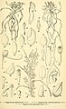 Microcoelia aphylla (as syn. Angraecum defoliatum) plate in: Annales du Muse colonial de Marseille (1907-1954)