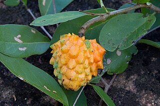 <i>Annona nutans</i> Species of plant